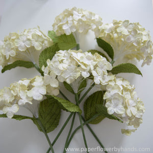 White Cream Hydrangea