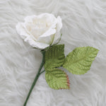 White Cream Rose Medium