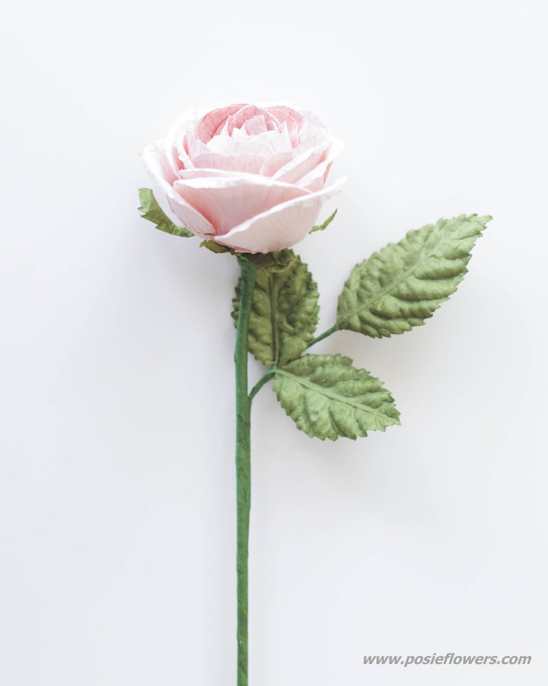 Pink Blush Rosa Rose