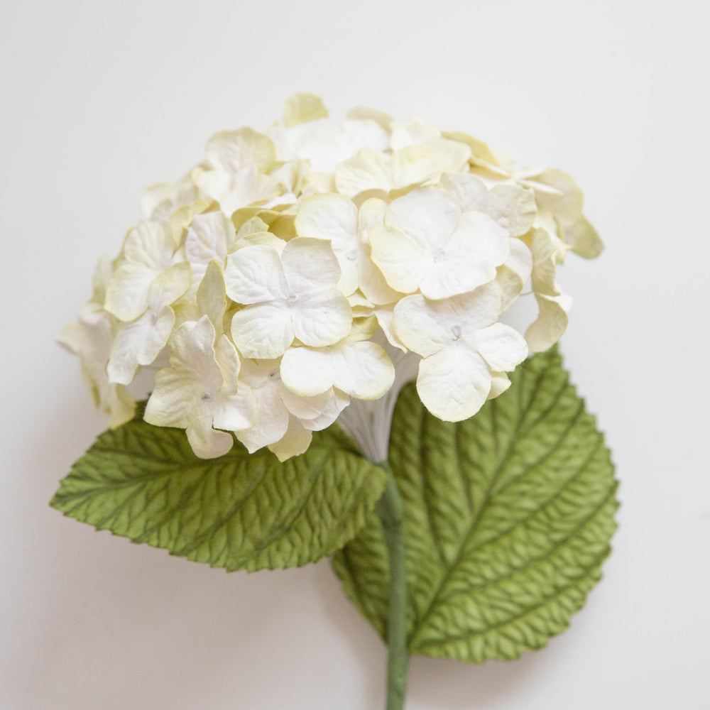 White Cream Hydrangea