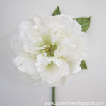White green peony bloom