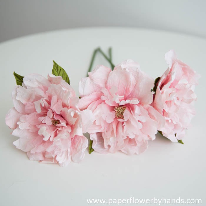 Light pink peony bloom