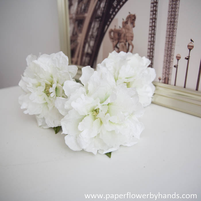 White green peony bloom
