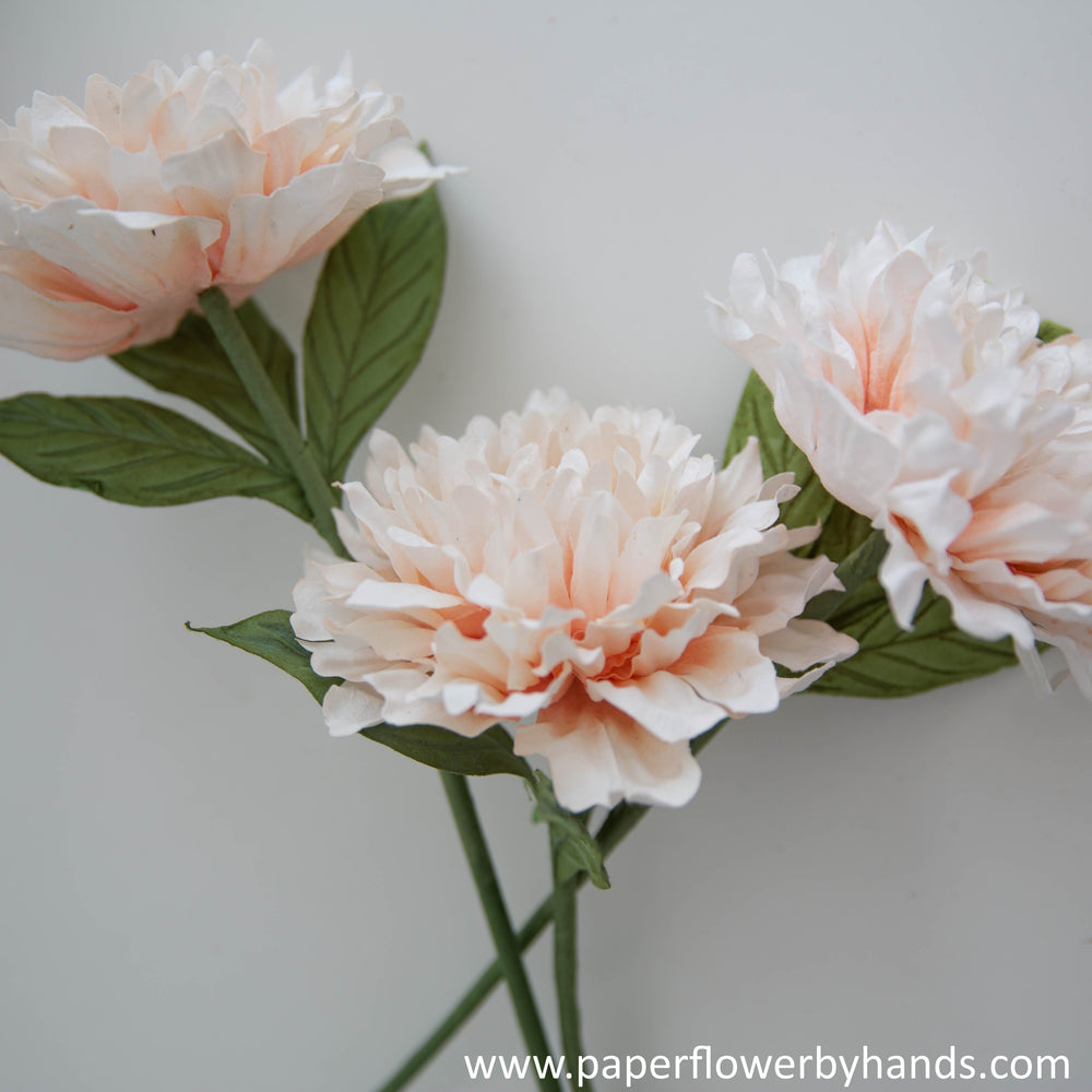 
            
                Load image into Gallery viewer, Coral white dahlia
            
        