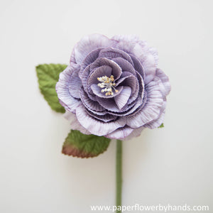 Ultra Violet English Rose