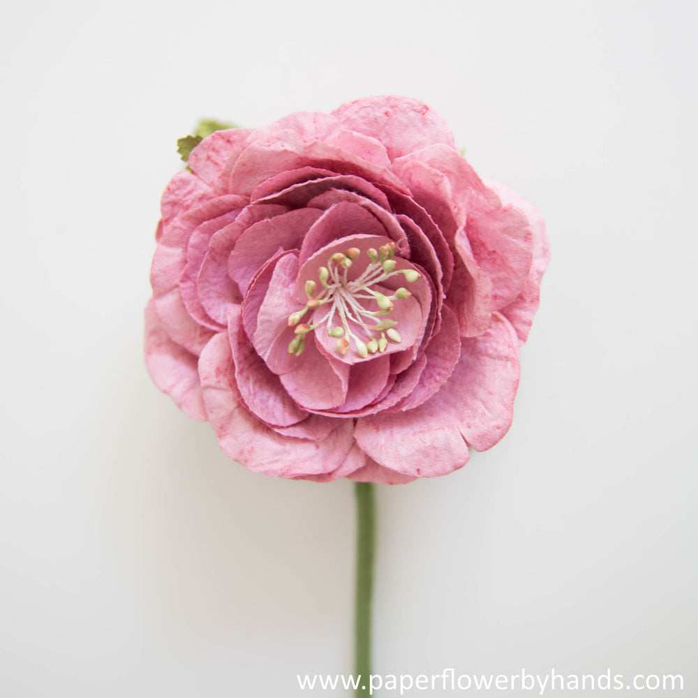 Pink Dark English Rose