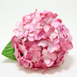 Chinese pink hydrangea
