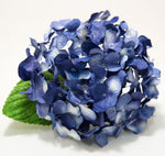 Blue & White hydrangea
