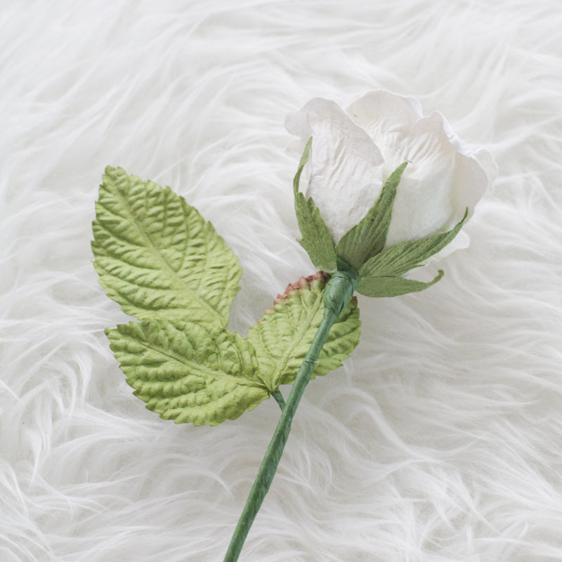 White Cream Rose Medium