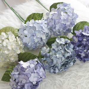 
            
                Load image into Gallery viewer, Blue Royal hydrangea
            
        