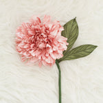 Blush pink dahlia