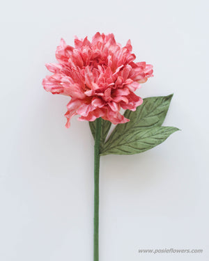 
            
                Load image into Gallery viewer, Pomegranate dahlia
            
        