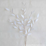 White Italian ruscus leaves